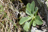 Primula marginata